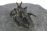 Devil Horned Cyphaspis Walteri Trilobite - Mrakib, Morocco #312262-4